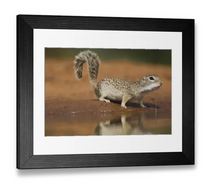 Framed Print : Mexican Ground Squirrel (Spermophilus mexicanus) Framed Print : Mexican Ground Squirrel (Spermophilus mexicanus)