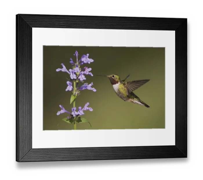 Framed Print : Broad-tailed Hummingbird (Selasphorus platycercus)