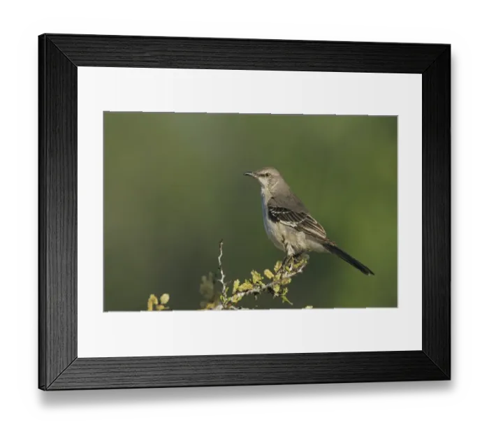 Framed Print : Northern Mockingbird (Mimus polyglottos)