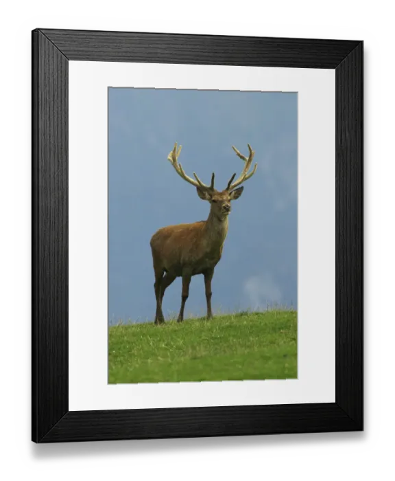 Framed Print : Elk, red deer, male Framed Print : Elk, red deer, male