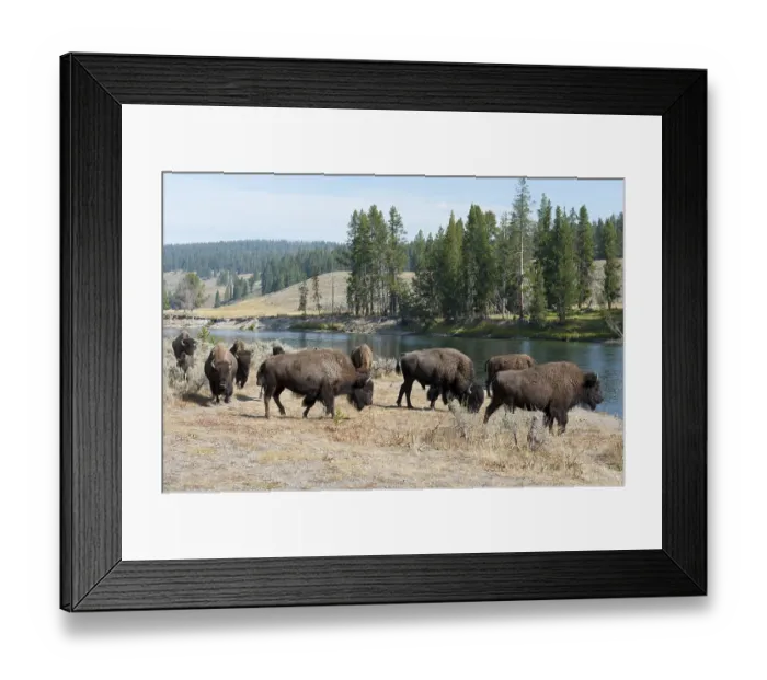 Framed Print : Herd of American Bison (Bison bison) at Yellowstone River Framed Print : Herd of American Bison (Bison bison) at Yellowstone River