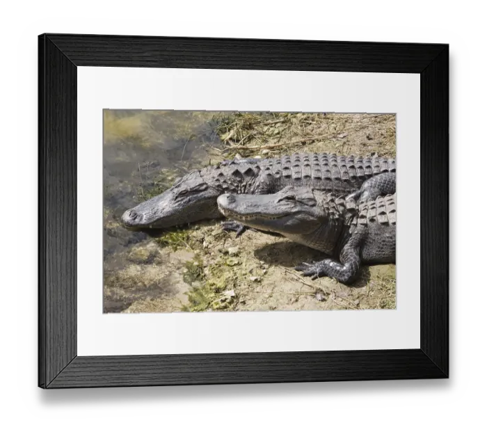 Framed Print : USA, Florida, 2 two alligators close to water Framed Print : USA, Florida, 2 two alligators close to water