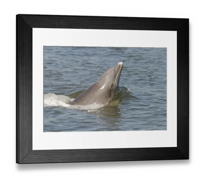 Framed Print : Dolphin, Florida, USA, North America