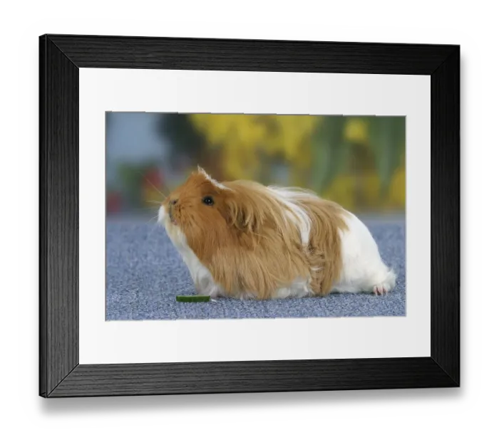 Framed Print : Coronet Guinea Pig, red-white