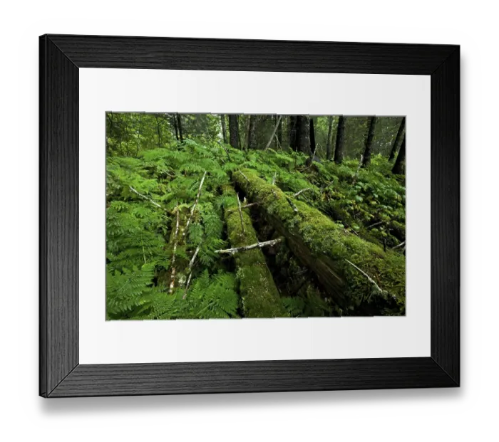 Framed Print : Primeval forest near Valdez, Alaska