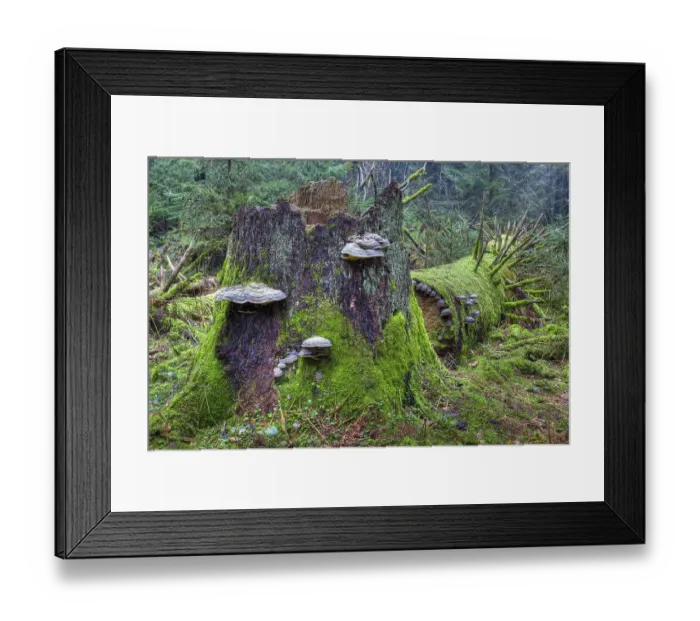 Framed Print : Red Banded Polypore (Fomitopsis pinicola) on a tree trunk