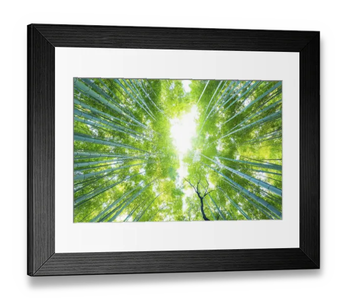 Framed Print : Low angle radial view looking directly up of tall green bamboo trees at Arashiyama Bamboo Grove forest in Kyoto Framed Print : Low angle radial view looking directly up of tall green bamboo trees at Arashiyama Bamboo Grove forest in Kyoto