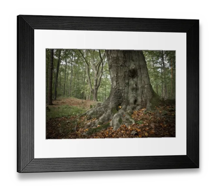 Framed Print : Old beech tree (Fagus), with roots showing above ground