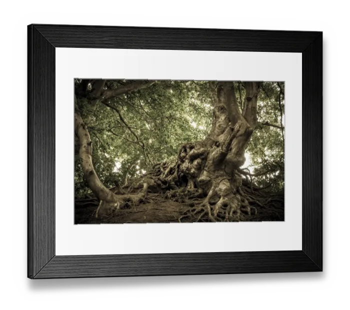 Framed Print : Ancient Beech (Fagus) in a forest Framed Print : Ancient Beech (Fagus) in a forest