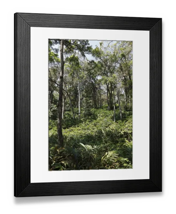Framed Print : Cardamom plantation, Cardamom Hills