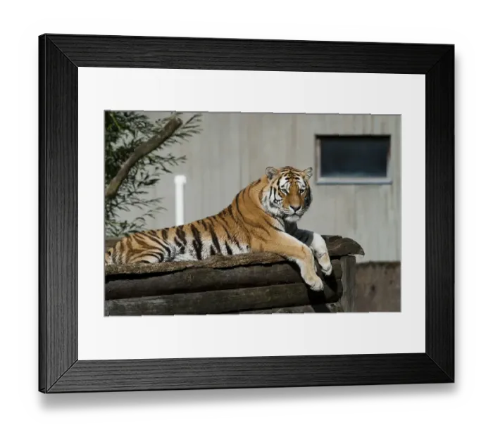 Framed Print : Siberian tiger (Panthera tigris altaica) at the zoo