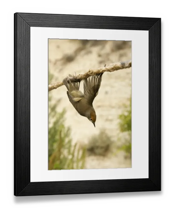 Framed Print : Blackcap (Sylvia atricapilla), illegally trapped on limestick for use as ambelopulia Framed Print : Blackcap (Sylvia atricapilla), illegally trapped on limestick for use as ambelopulia