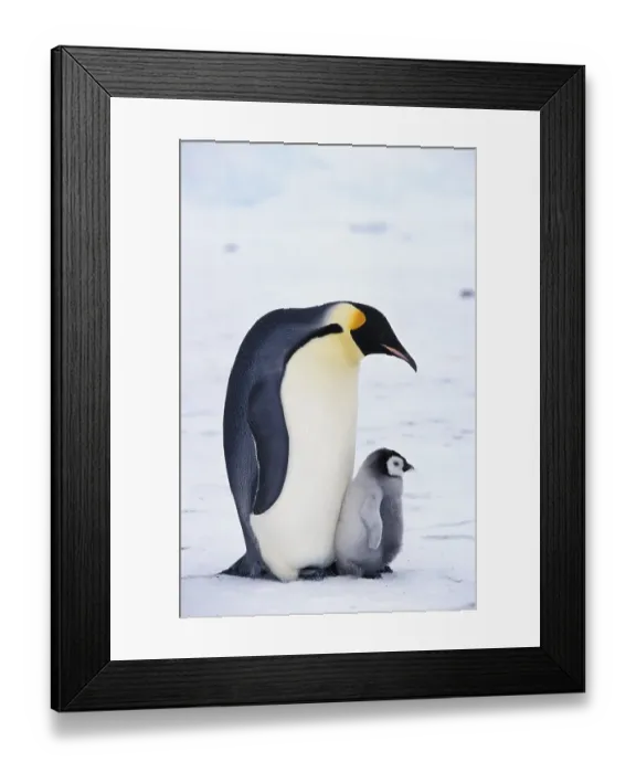 Framed Print : Emperor penguin (Aptenodytes forsteri)