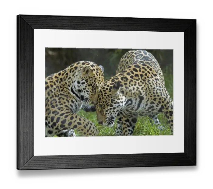 Framed Print : Jaguar (Panthera onca), two playing, rubbing heads Framed Print : Jaguar (Panthera onca), two playing, rubbing heads