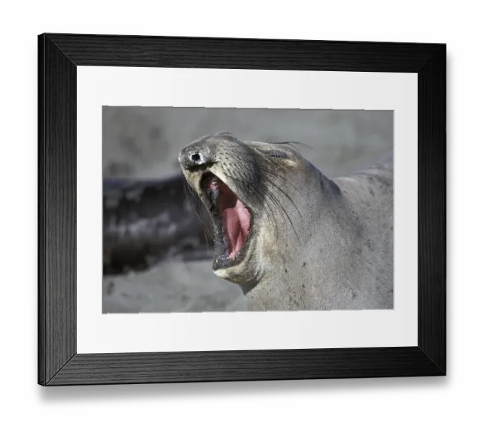 Framed Print : Northern Elephant Seal (Mirounga angustirostris) yawning Framed Print : Northern Elephant Seal (Mirounga angustirostris) yawning