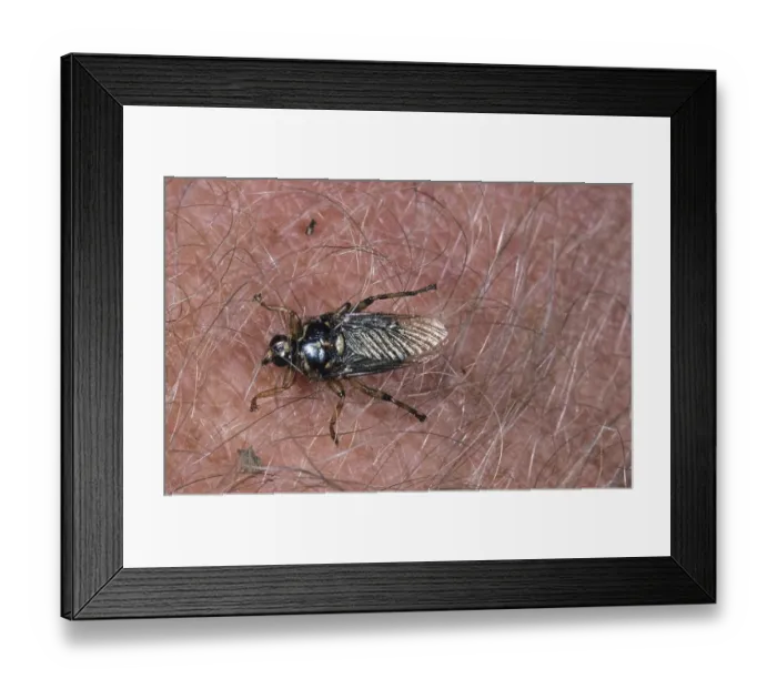 Framed Print : Forest Fly (Hippobosca equina)