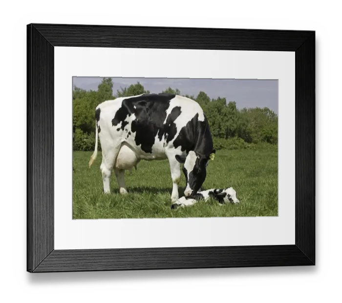 Framed Print : Domestic cattle, Holstein Friesian