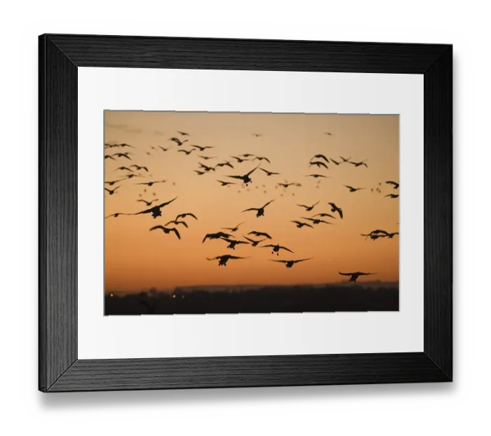 Framed Print : Pink-footed Goose (Anser brachyrhynchus) Framed Print : Pink-footed Goose (Anser brachyrhynchus)