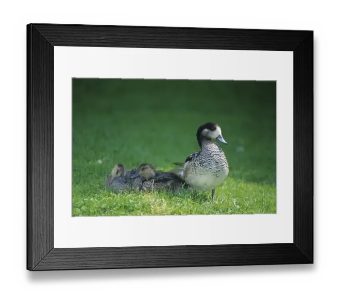 Framed Print : Chiloe Wigeon (Anas sibilatrix)