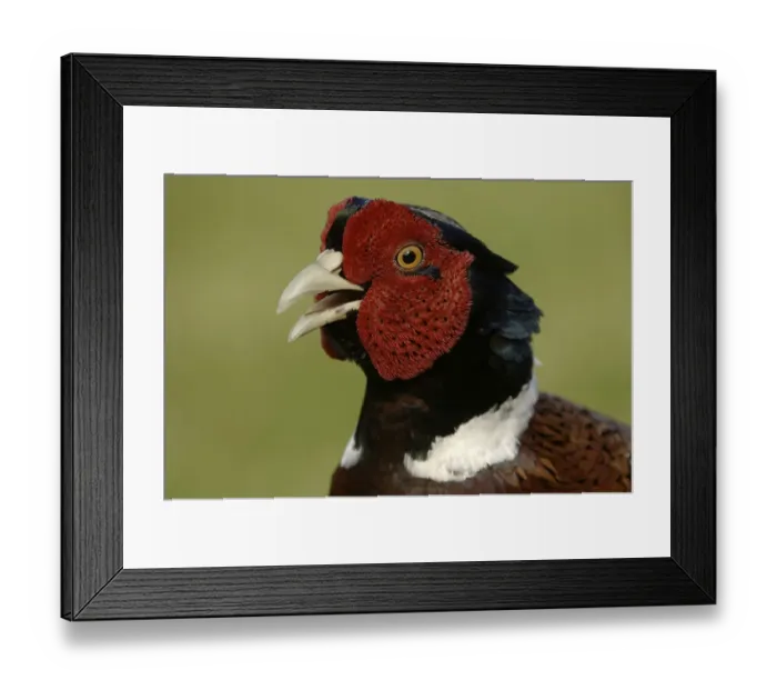 Framed Print : Common Pheasant (Phasianus colchicus)