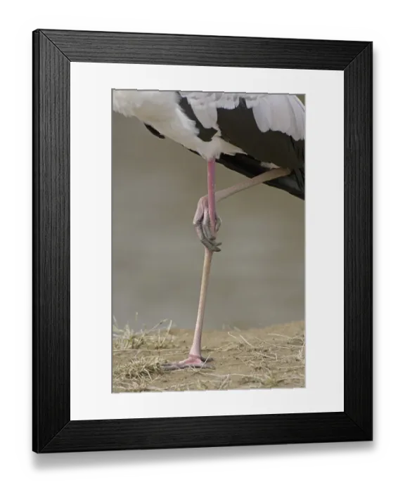 Framed Print : Yellow-billed Stork (Mycteria ibis)