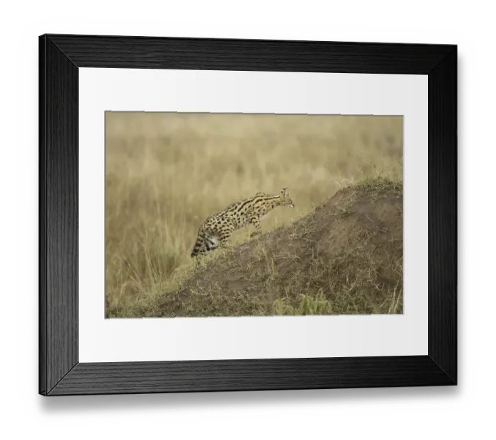 Framed Print : Serval (Felis serval), adult, walking up termite mound