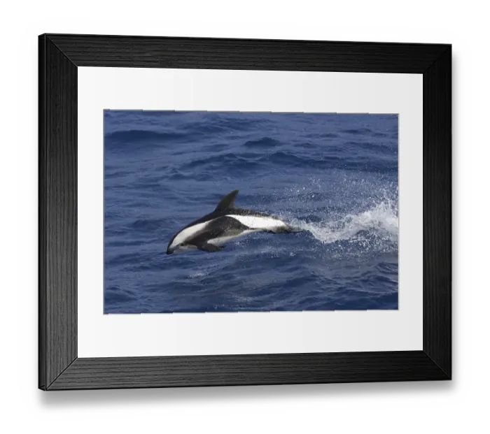 Framed Print : Hourglass Dolphin (Lagenorhynchus cruciger)