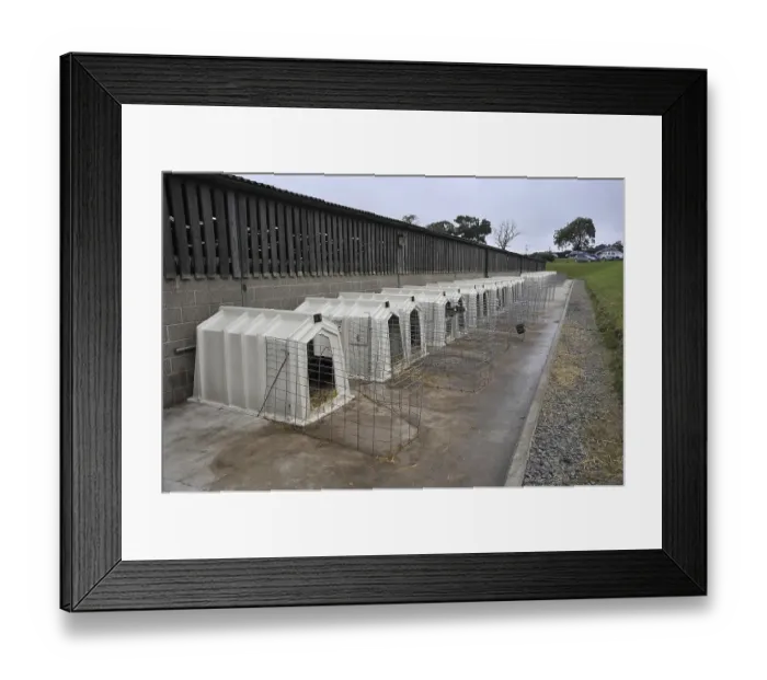 Framed Print : Domestic Cattle (Bos primigenius taurus)