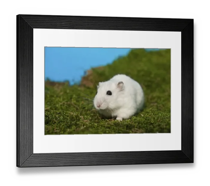 Framed Print : Winter White Russian Dwarf Hamster Framed Print : Winter White Russian Dwarf Hamster