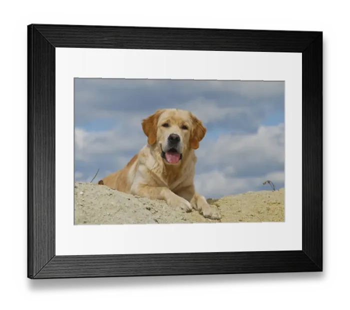 Framed Print : Golden Retriever lying on a sand hill