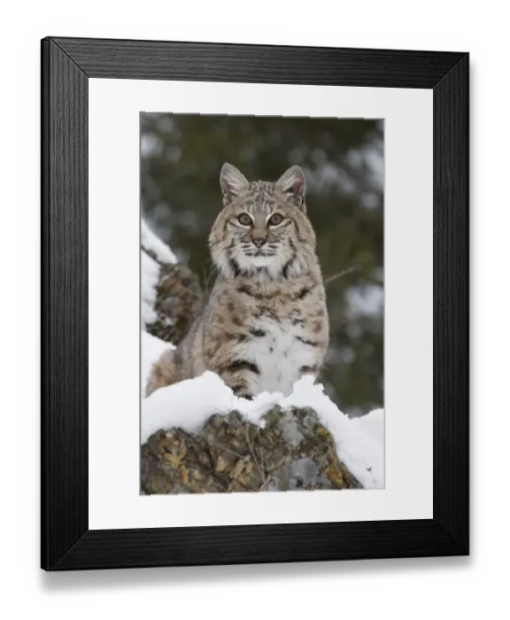 Framed Print : Portrait of a bobcat sitting on a rock