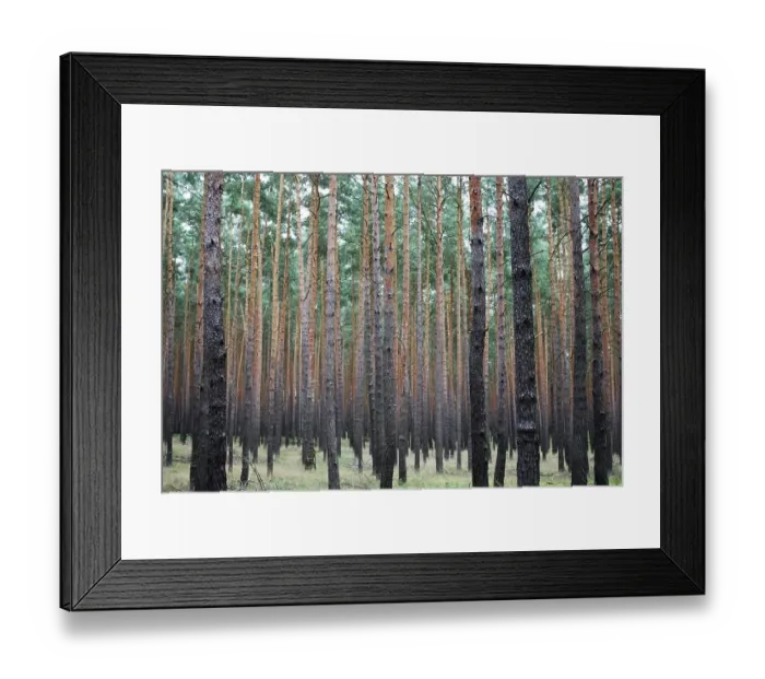 Framed Print : Pine forest, Brandenburg, Germany, Europe Framed Print : Pine forest, Brandenburg, Germany, Europe