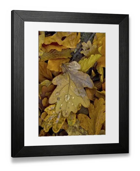 Framed Print : Mixed autumn leaves on woodland floor Framed Print : Mixed autumn leaves on woodland floor