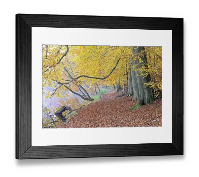 Framed Print : Hiking trail with autumn-coloured beech trees (Fagus) Framed Print : Hiking trail with autumn-coloured beech trees (Fagus)