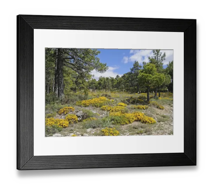 Framed Print : Yellow flowers in bloom, moss, forest ground
