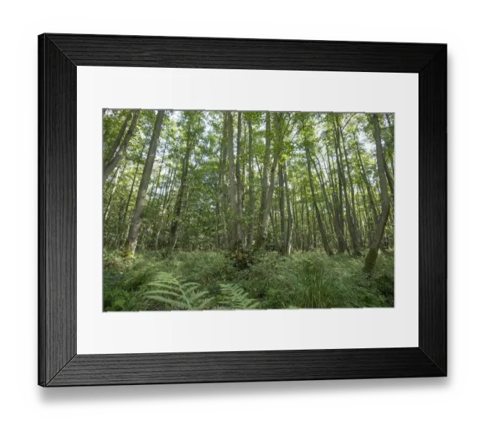 Framed Print : Mixed beech forest, with lush undergrowth Framed Print : Mixed beech forest, with lush undergrowth