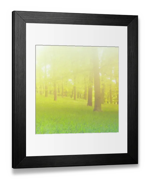 Framed Print : Nature art, forest with beech-trees in the springtime Framed Print : Nature art, forest with beech-trees in the springtime