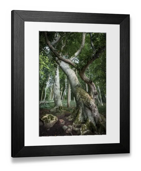 Framed Print : Ancient Beech (Fagus) in a forest Framed Print : Ancient Beech (Fagus) in a forest