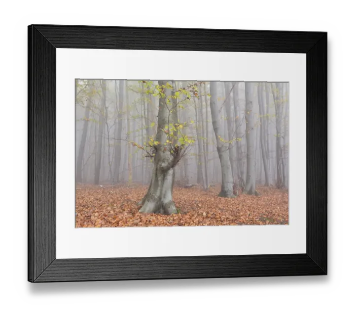 Framed Print : Fog in beech forest, autumn, Jasmund National Park