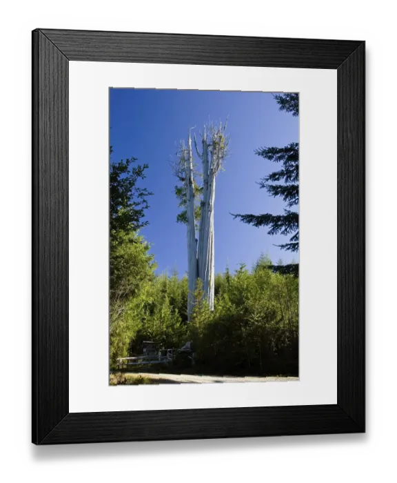 Framed Print : Biggest Western Red Cedar Tree of the world (Thuja plicata)
