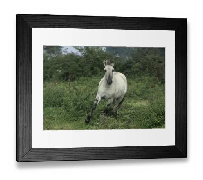 Framed Print : Norwegian Fjord Horse, Mare Galloping through Meadow Framed Print : Norwegian Fjord Horse, Mare Galloping through Meadow