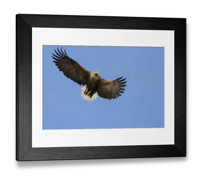 Framed Print : White-tailed eagle (Haliaeetus albicilla)