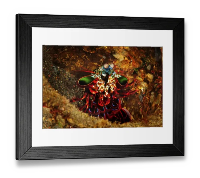 Framed Print : Peacock Mantis Shrimp (Odontodactylus scyllarus) in Amed