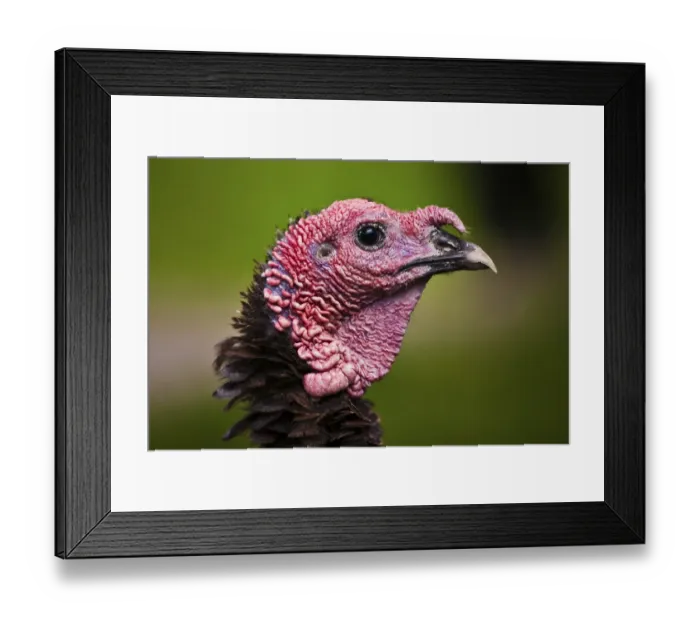 Framed Print : Common turkey (Meleagris gallopavo)