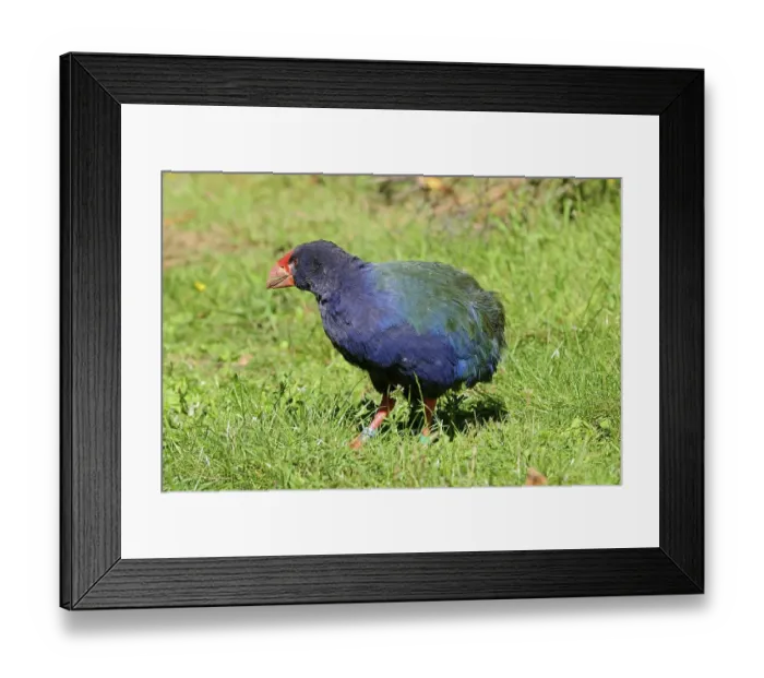 Framed Print : Takahe (Porphyrio hochstetteri)