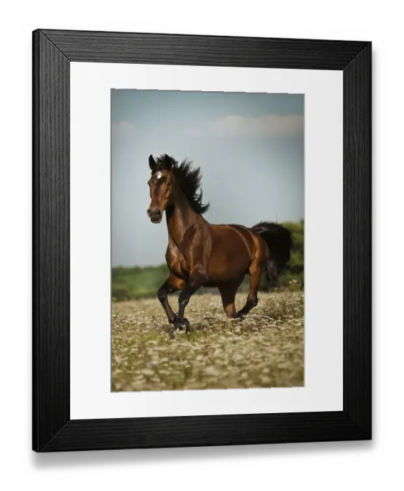 Framed Print : Oldenburg horse, Brown with markings