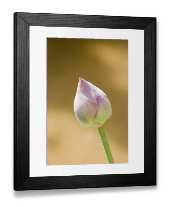 Framed Print : Lotus - Nelumbo nucifera Framed Print : Lotus - Nelumbo nucifera