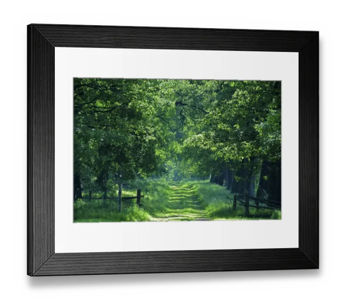 Framed Print : Idyllic avenue of old Oaks (Quercus) Framed Print : Idyllic avenue of old Oaks (Quercus)