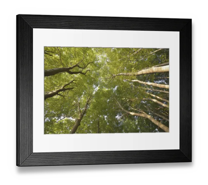 Framed Print : Canopy of Beeches (Fagus sylvatica) Framed Print : Canopy of Beeches (Fagus sylvatica)