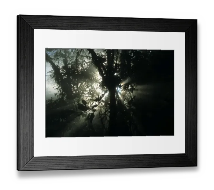 Framed Print : Morning mood in the cloud forest Framed Print : Morning mood in the cloud forest